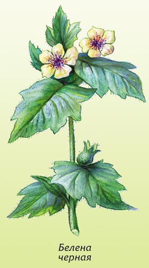 Белена черная