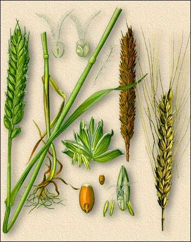 Пшеница обыкновенная (мягкая)