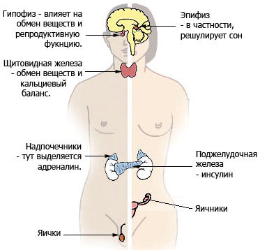 Эндокринная система человека