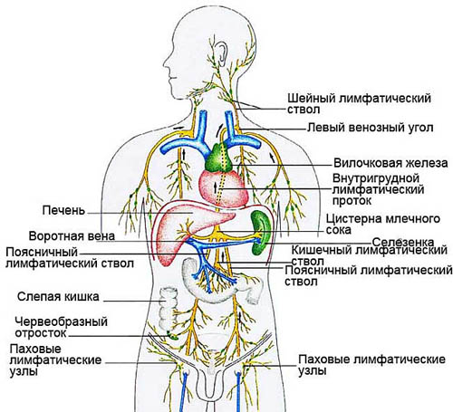 Лимфатическая система человека