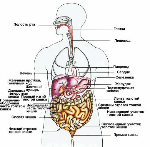 Желудочно-кишечный тракт (схема)