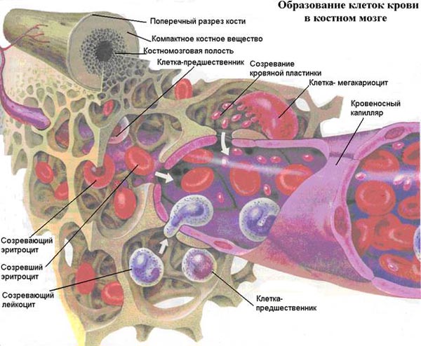 Кроветворная система человека