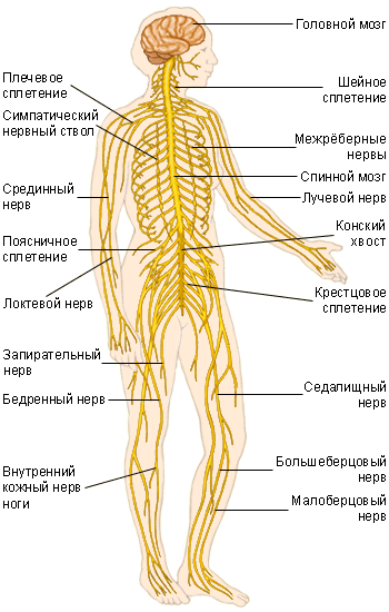 Нервная система человека