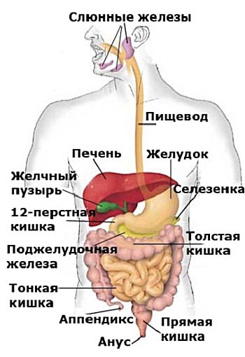 Желудочно-кишечный тракт человека