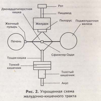 Упрощенная схема желудочно-кишечного тракта