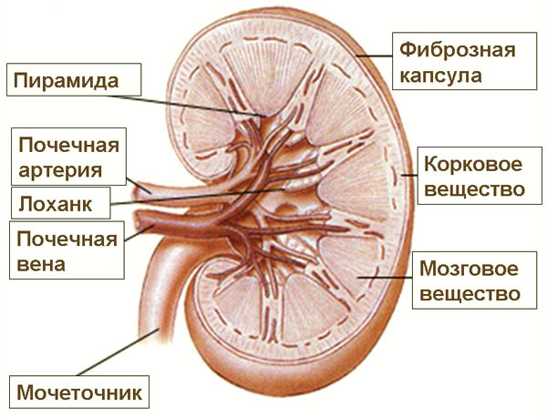 Строение почки