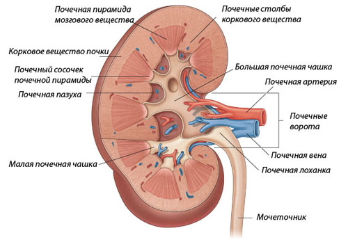 Строение почки