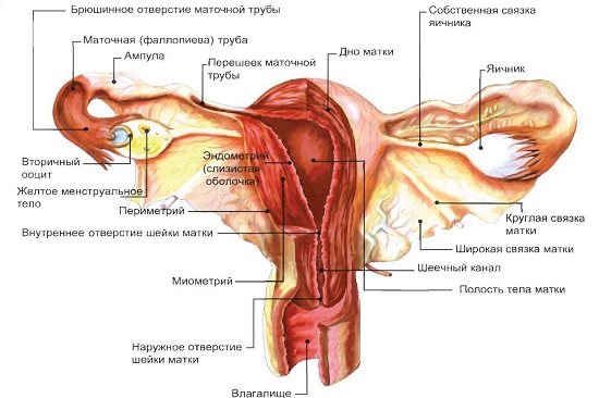 Воспаление придатков