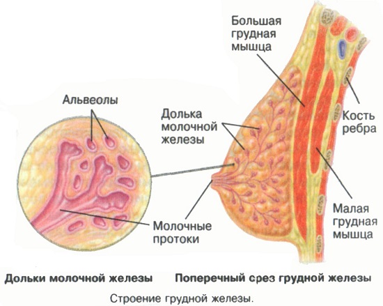 Рак молочной железы