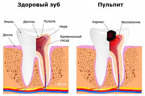 Строение зубов