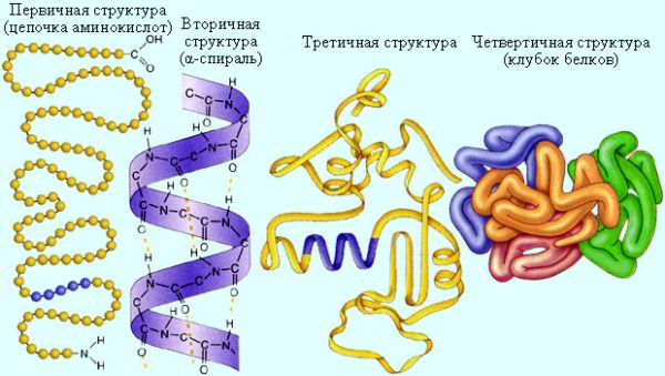 Роль белка в питании