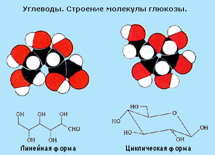 Углеводы в питании