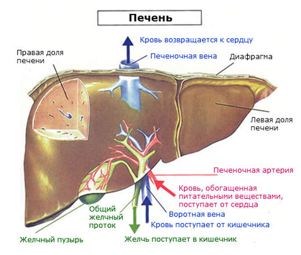 Печень
