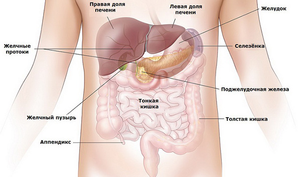 Селезенка