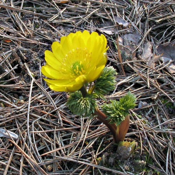 Адонис амурский