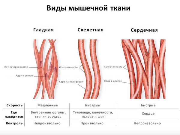 Строение мышц