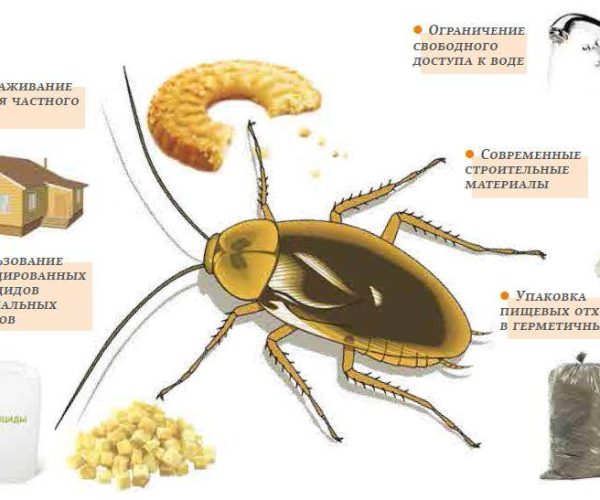 Можно ли избавиться от тараканов в квартире