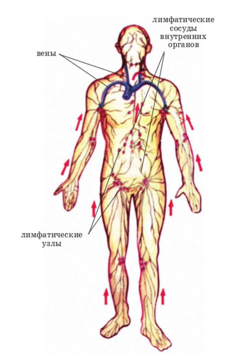 Лимфа включает. Лимфатическая система человека схема движения. Движение лимфы в организме человека схема. Лимфатическая система человека схема движения лимфы на теле рисунок. Лимфатическая система туловища человека.