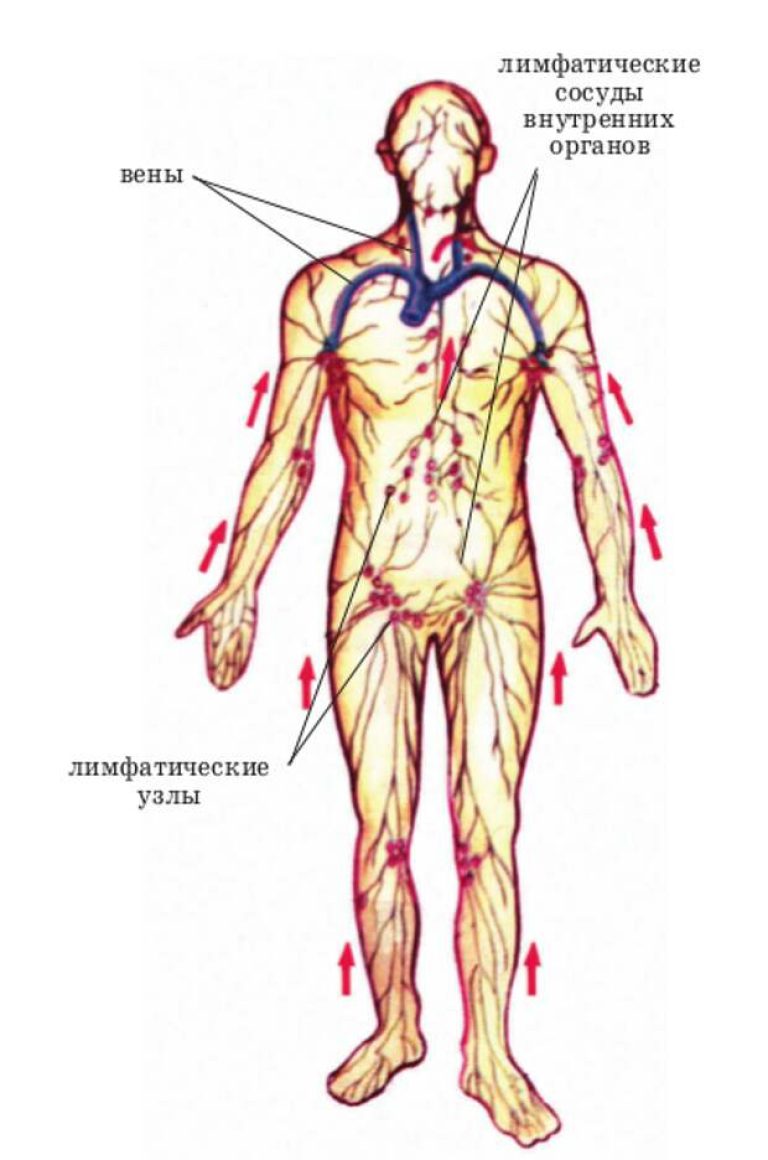 Лимфодренажная система. Лимфатическая система человека схема движения. Движение лимфы в организме человека схема. Лимфатическая система человека схема движения лимфы на теле рисунок. Лимфатическая система туловища человека.