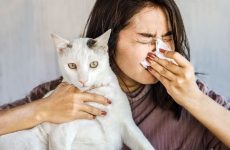 Как у человека появляется аллергия от шерсти животных