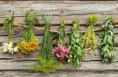 Лечебные травы: природная сила в борьбе с болезнями