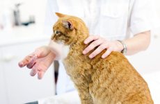 Можно ли лечить домашнее животное самостоятельно