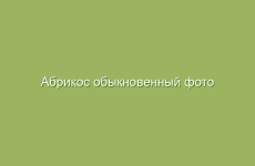 Настой от изжоги: рецепты народной медицины