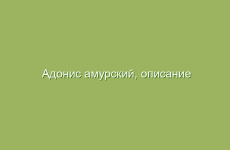 Адонис амурский, описание и свойства адониса амурского, лечение адонисом амурским