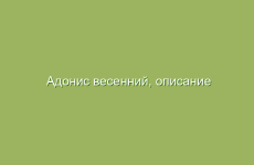 Адонис весенний, описание и свойства адониса весеннего, лечение адонисом весенним