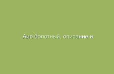 Аир болотный, описание и свойства аира болотного, лечение аиром болотным