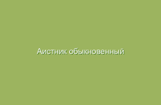 Как цветок используется в медицине