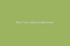 Аистник обыкновенный (журавельник цикутный) фото