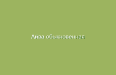 Айва обыкновенная (цидония) фото