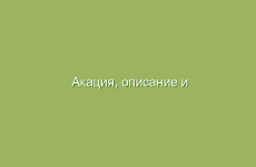 Как улучшить работу печени с помощью отваров