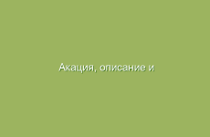 Акация, описание и свойства акации, лечение акацией