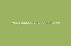 Алоэ древовидное, описание и свойства алоэ древовидного, лечение алоэ