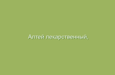 Алтей лекарственный, описание и свойства алтея лекарственного, лечение алтеем лекарственным