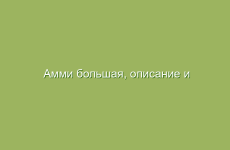 Амми большая, описание и свойства амми большой, лечение амми большой