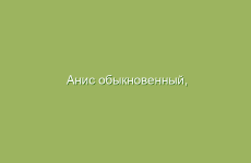 Анис обыкновенный, описание и свойства аниса обыкновенного, лечение анисом обыкновенным