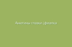 Анютины глазки (фиалка трехцветная), описание, свойства и лечение анютиными глазками