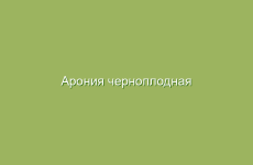 Арония черноплодная (рябина черноплодная), описание, свойства и лечение рябиной черноплодной