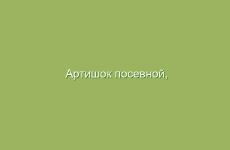 Артишок посевной, описание, свойства и лечение артишоком посевным