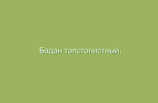 Бадан толстолистный, описание, свойства и лечение багульником болотным