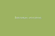 Баклажан, описание, свойства и лечение баклажаном