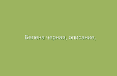 Белена черная, описание, свойства и лечение беленой черной