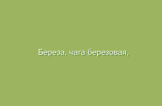 Береза, чага березовая, описание, свойства и лечение березой, лечение чагой