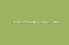 Бессмертник песчаный, цмин песчаный, описание, свойства и лечение бессмертником, лечение цмином