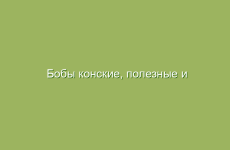 Бобы конские, полезные и лечебные свойства конских бобов, применение в народной медицине