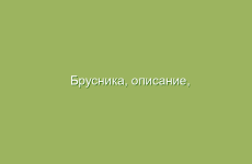 Брусника, описание, свойства и лечение брусникой