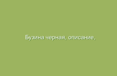 Бузина черная, описание, свойства и лечение бузиной черной